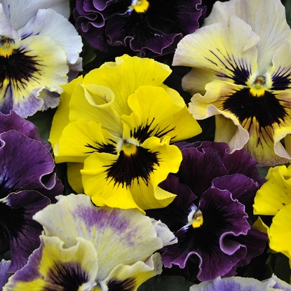 Picture of Viola - Frizzle Sizzle Mini Mixed F1